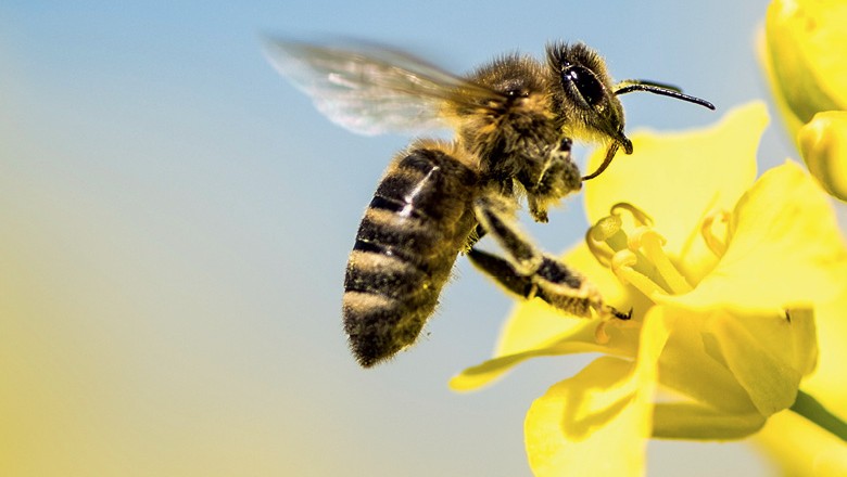 União Europeia confirma proibição de pesticidas prejudiciais às abelhas